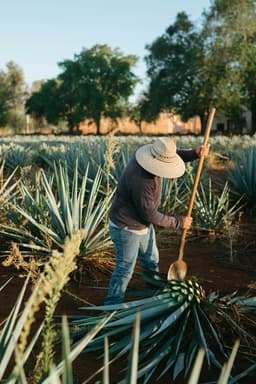 /Farmers Field Photo by Cristian Rojas.jpg